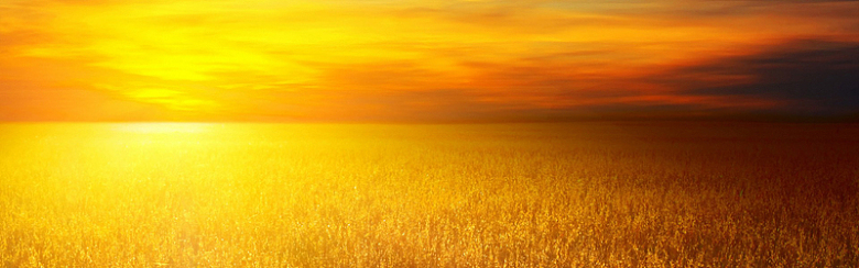 金黄色稻田背景