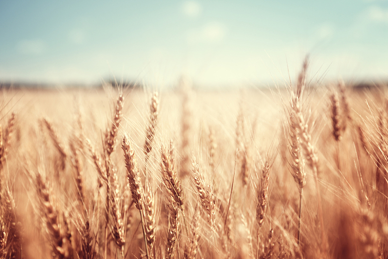 收获季节庄稼地小麦