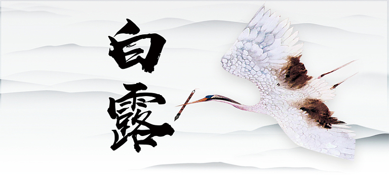 白露传统节气中国风简约白色海报背景