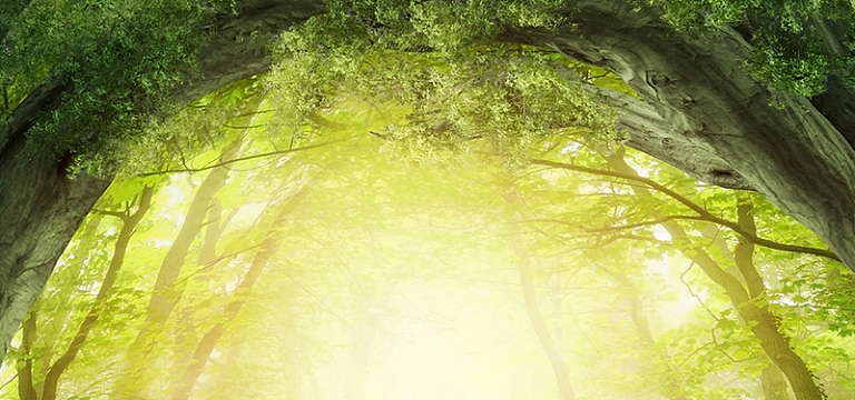 淘宝梦幻绿色背景