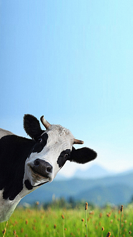 450_800竖版 竖屏