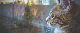 可爱猫咪背景