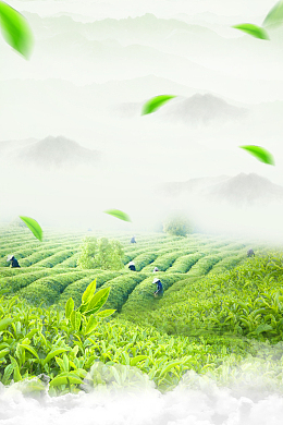 绿色茶园海报背景