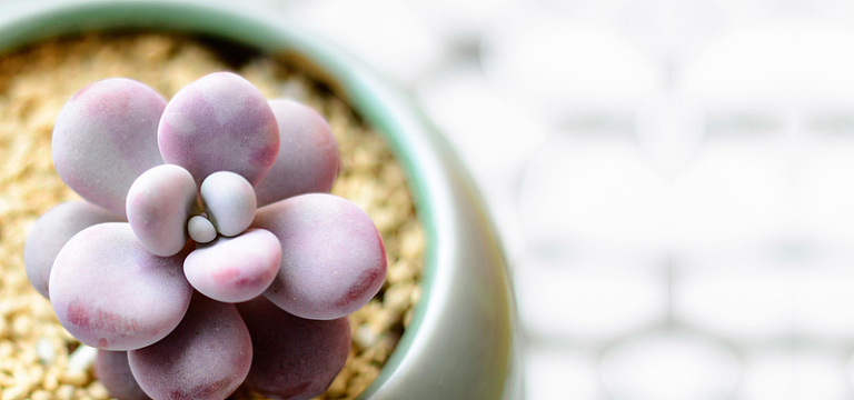 多肉只为背景素材_多肉只为背景图片下载_觅元素