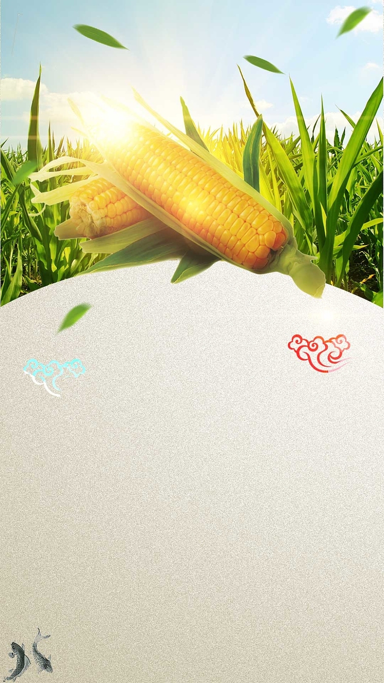 玉米农业农产品蔬菜H5背景素材