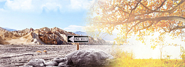 金秋秋季黄金叶秋天banner