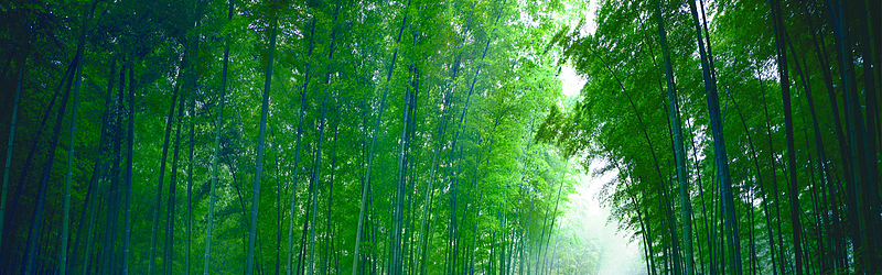 翠绿竹林背景