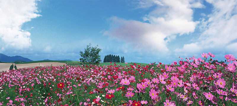 婚纱照外景花海背景banner