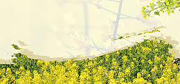 油菜花笔刷渐变黄色banner