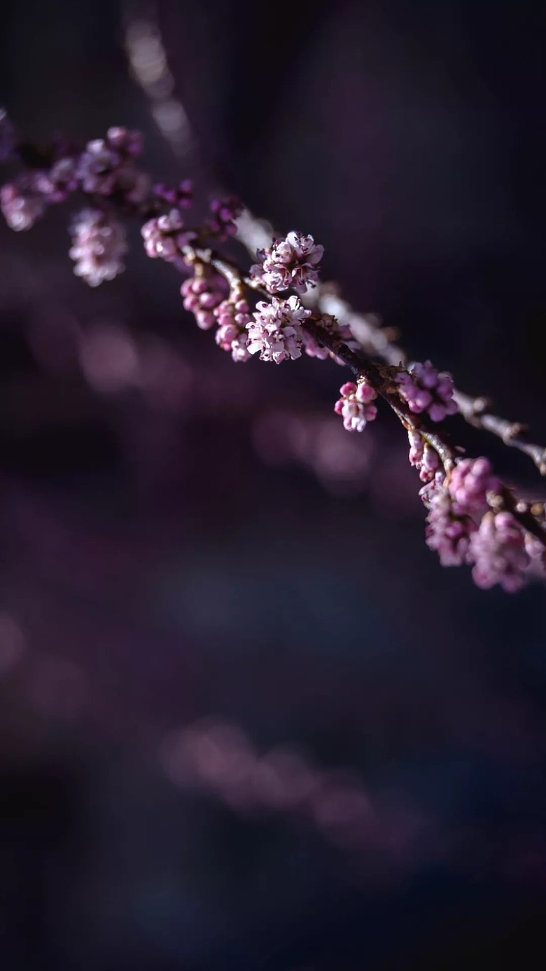 春天小清新紫色小花H5背景