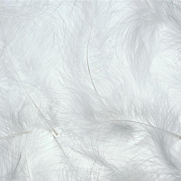 白色羽毛纹理背景