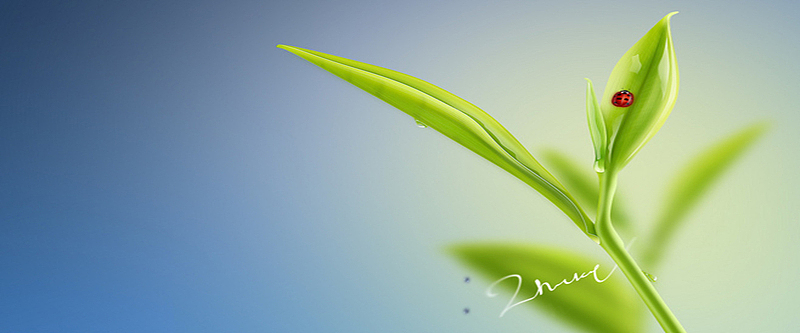 绿叶淘宝网页设计背景