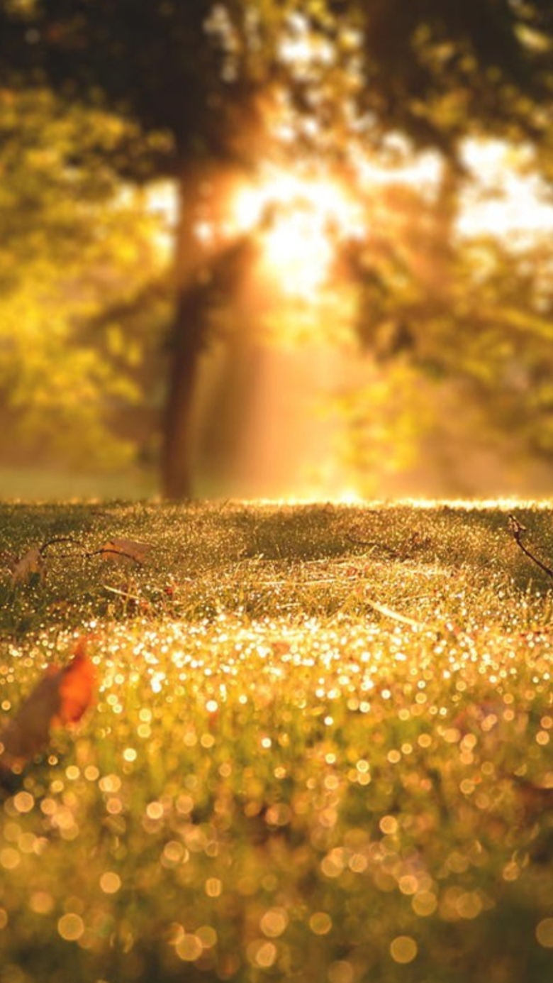 风景阳光绿草h5背景素材