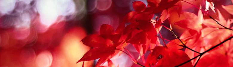 红色枫叶背景