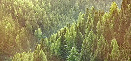 绿色森林鸟瞰风景