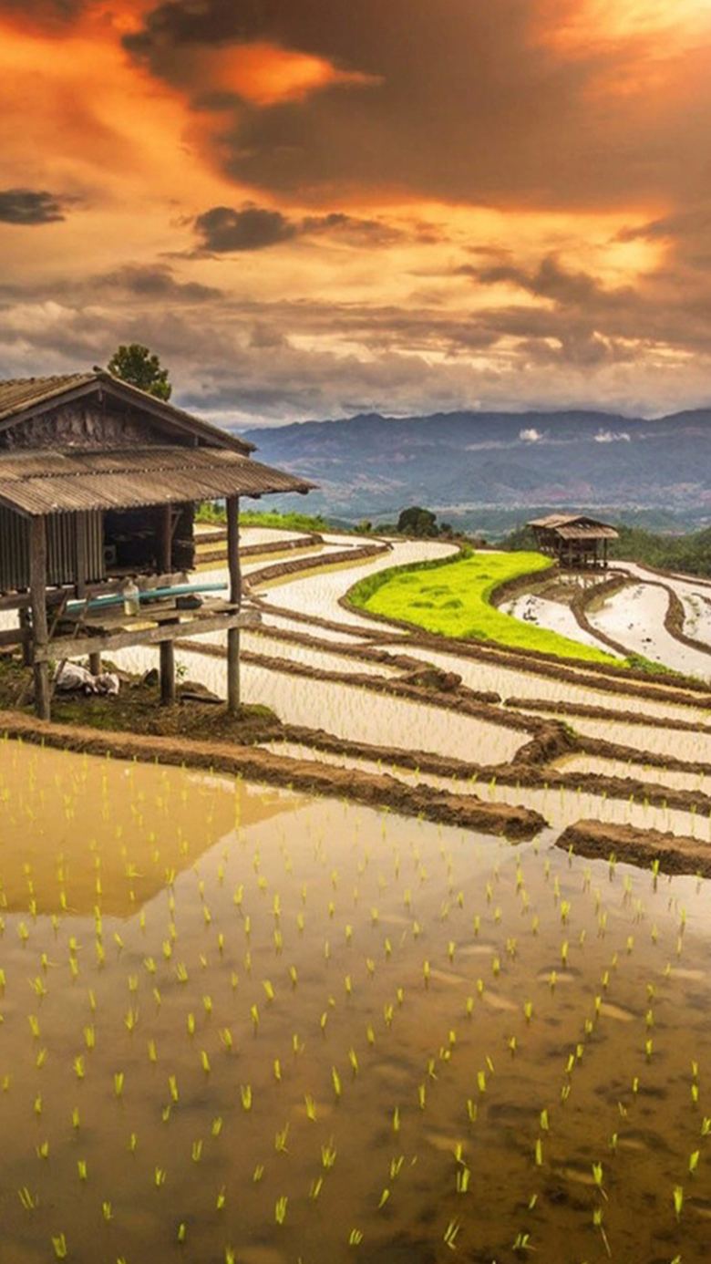 水稻田h5素材背景免抠素材免费下载_觅元素51yuansu.com