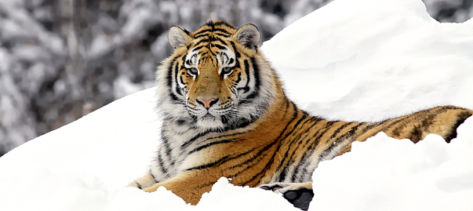 雪地老虎背景图