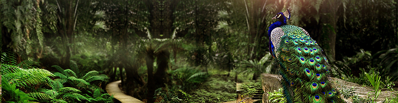 森林旅行孔雀banner