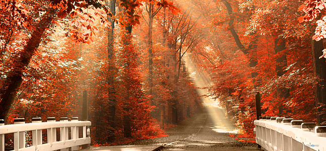 梦幻枫树叶森林背景banner