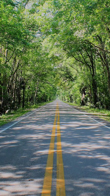 树林中的道路h5素材背景