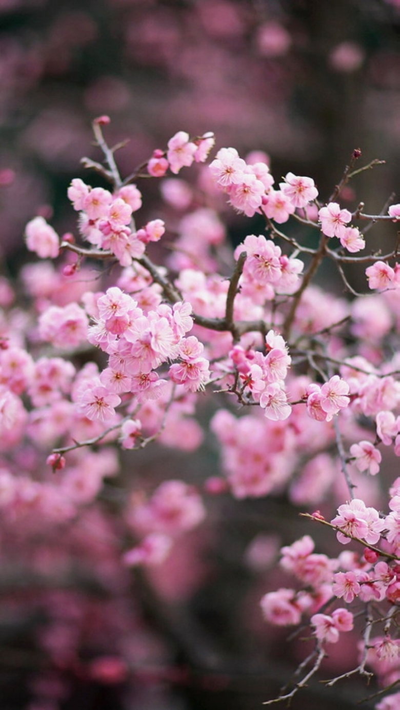 关键词 : 桃花,花卉,唯美,文艺,美好,摄影,风景[声明] 觅元素所有素材