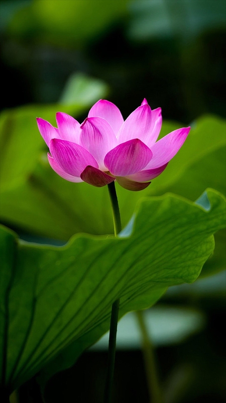 清新荷花荷叶h5背景