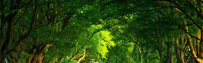 夏天里的绿色大树林背景