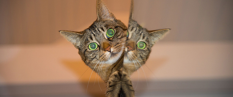 猫咪背景