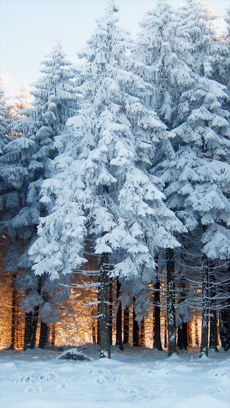 冬季树木雪景H5背景