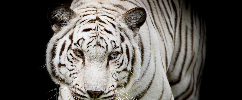 霸气逼人熊剪影(1200x1200)png霸气老虎素材(500x500)psdpng动物森