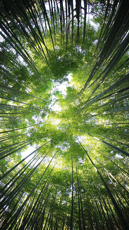 绿色的竹林h5背景素材