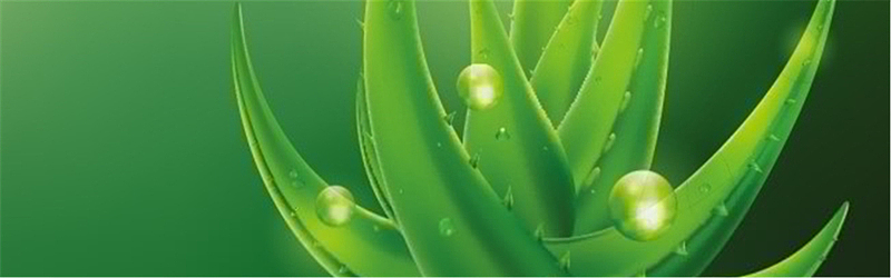 绿色芦荟背景