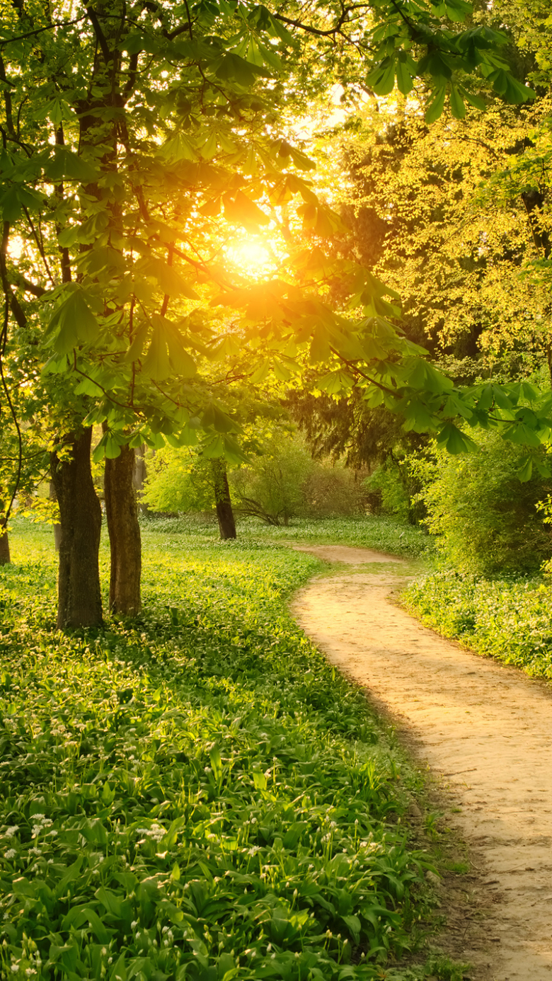 林间小路梦幻背景