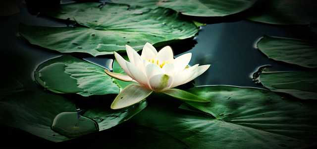 素雅中国风白色海报广告h5背景(1280x1920)cdrpng中国风船只背景