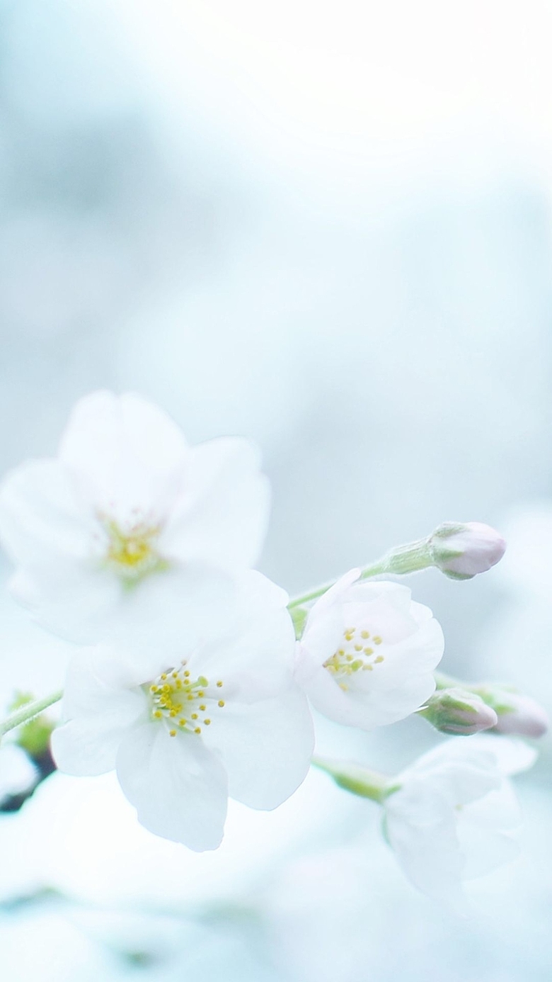 春天小清新白色花朵H5背景