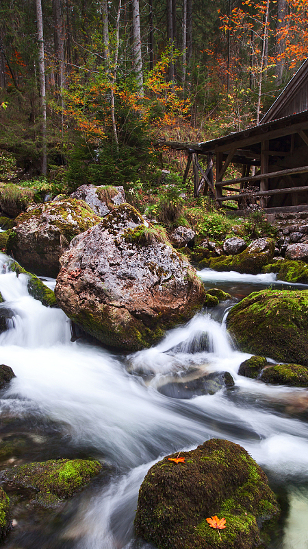 原始森林高清h5背景