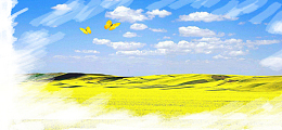 油菜花笔刷景色蝴蝶大气蓝色banner