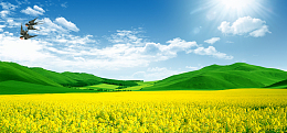 油菜花大气燕子飞翔阳光banner