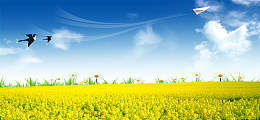 油菜花大气景色春色满园蓝色banner