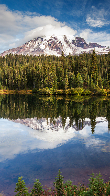 原始森林高清h5背景
