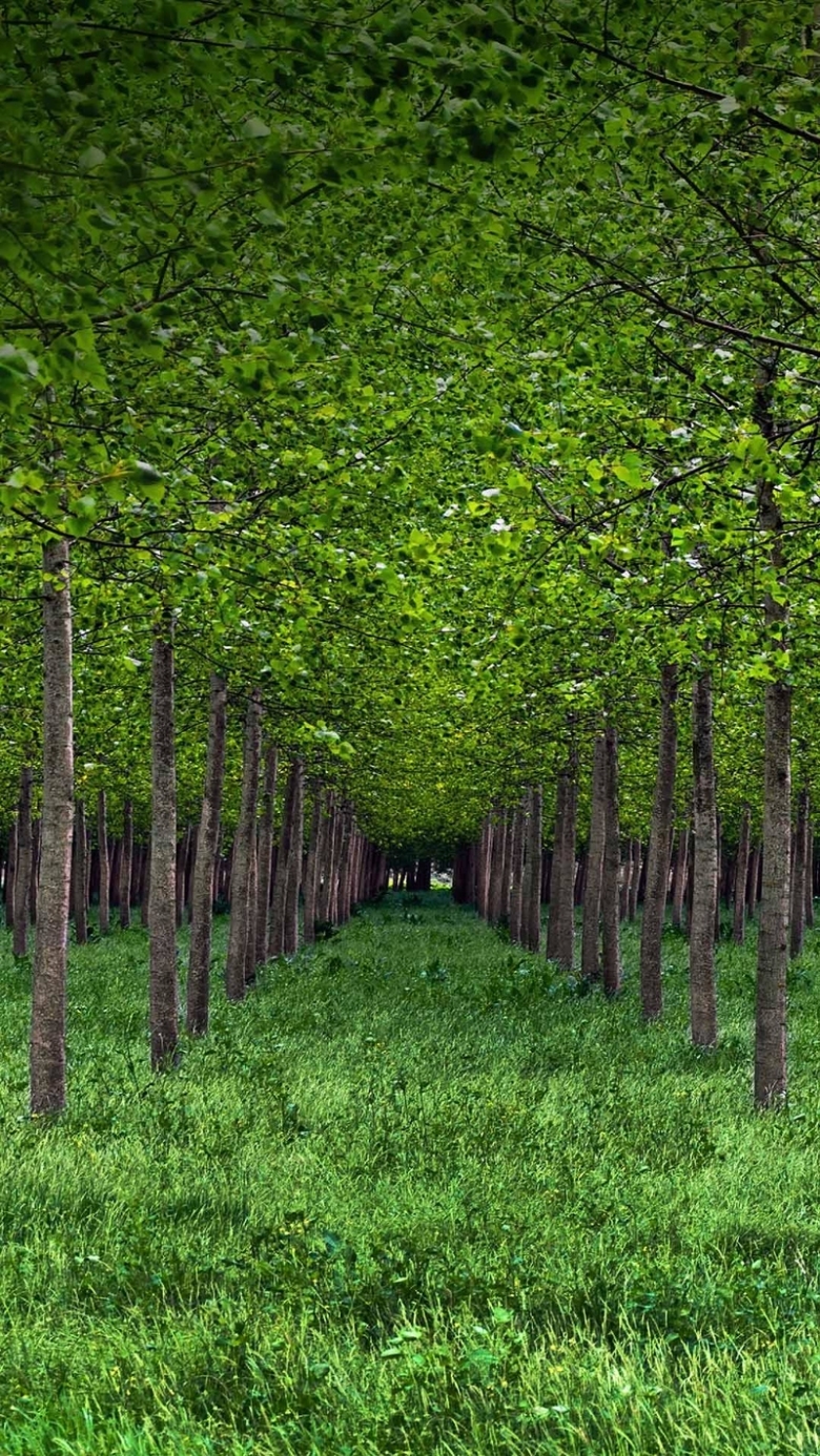 关键词 : 绿色,树林,树干,草地,自然,h5,h5,摄影,风景[声明] 觅元素