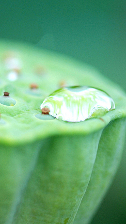 雨露节气背景