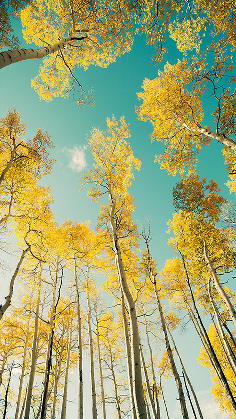 秋天晴朗的枫叶天空H5背景素材