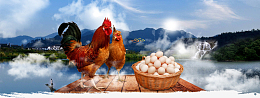 生态土鸡蛋促销大气山水banner