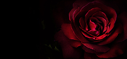 玫瑰花简约设计黑色背景海报banner