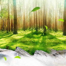 绿色森林大自然主图背景