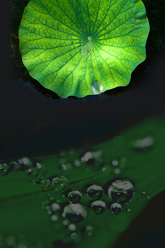简约白露节气海报