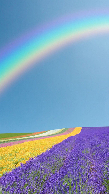 彩虹薰衣草h5背景