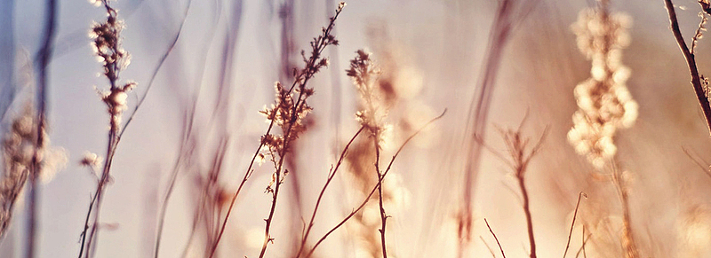 清新傍晚芦苇背景