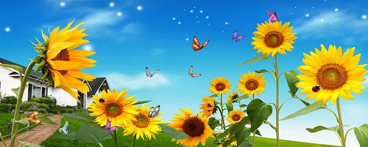 别墅太阳花蝴蝶淘宝网站背景图